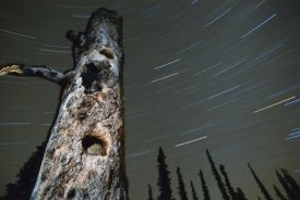 Michael Quinton - Northern Red-backed Vole in nest cavity with star trails, Alaska