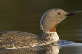 Michael Quinton - Red-throated Loon in water, Alaska