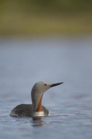 Michael Quinton - Red-throated Loon in water, Alaska