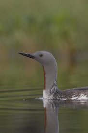 Michael Quinton - Red-throated Loon in breeding plumage, Alaska