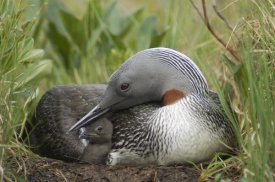 Michael Quinton - Red-throated Loon with day old chick on nest, Alaska