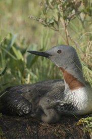 Michael Quinton - Red-throated Loon with day old chicks on nest, Alaska