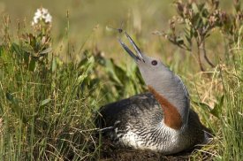 Michael Quinton - Red-throated Loon snaps at dragonfly while incubating eggs in nest, Alaska