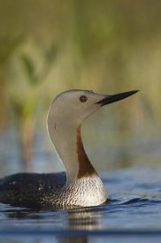 Michael Quinton - Red-throated Loon in breeding plumage, Alaska