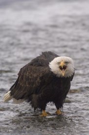 Michael Quinton - Bald Eagle calling, Alaska