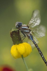 Tim Fitzharris - Southern Hawker Dragonfly on Prairie Coneflower , New Mexico