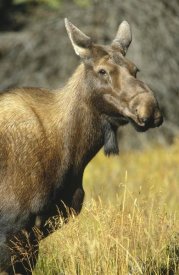 Tim Fitzharris - Moose female, North America