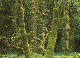 Tim Fitzharris - Maple glade, Quinault Temperate Rainforest, Olympic NP, Washington