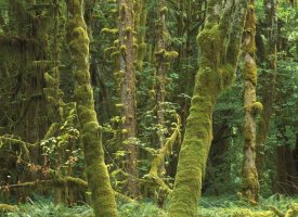 Tim Fitzharris - Maple glade, Quinault Temperate Rainforest, Olympic NP, Washington