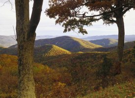 Tim Fitzharris - Autumn forest at Brown Mountain, Shenandoah National Park, Virginia