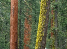Tim Fitzharris - Giant Sequoia trees in Grant Grove, Sequoia National Park, California
