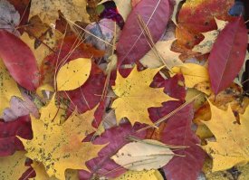 Tim Fitzharris - Fall-colored Maple, Sourwood and Cherry leaves, Great Smoky Mountains NP