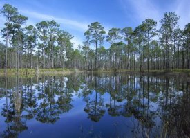 Tim Fitzharris - Pine forest mirrored in reflection pond, Ochlocknee River State Park, Florida