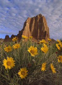 Tim Fitzharris - Temple of the Sun with Sunflowers, Capitol Reef National Park, Utah