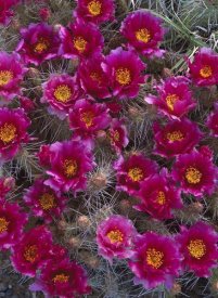 Tim Fitzharris - Grizzly Bear Cactus in bloom, North America