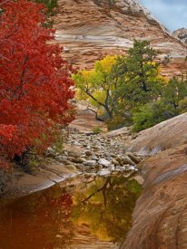 Tim Fitzharris - Maple and Cottonwood autumn foliage, Zion National Park, Utah