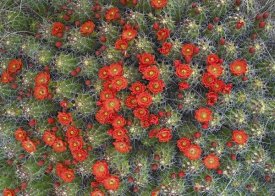 Tim Fitzharris - Claret Cup Cactus detail of flowers in bloom, North America