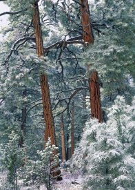 Tim Fitzharris - Ponderosa Pine forest after fresh snowfall, Rocky Mountain NP, Colorado