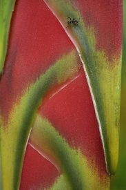 Tim Fitzharris - Ant on Heliconia , Costa Rica