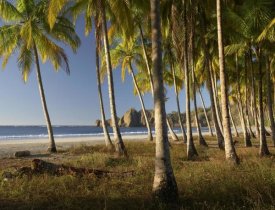 Tim Fitzharris - Palms at Playa Carrillo, Guanacaste, Costa Rica