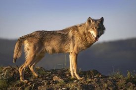 Tim Fitzharris - Gray Wolf side view, North America