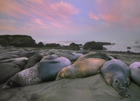 Tim Fitzharris - Northern Elephant Seals, Point Piedra Blancas, California