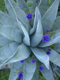 Tim Fitzharris - Bluebell and Agave , North America