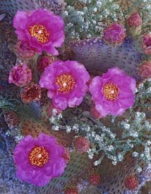 Tim Fitzharris - Beavertail Cactus flowering, North America