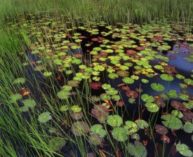 Tim Fitzharris - Pond with lily pads and grasses, Cape Cod, Massachusetts