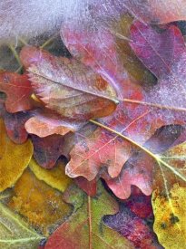 Tim Fitzharris - Frozen autumn leaves, North America