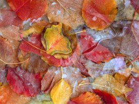 Tim Fitzharris - Cottonwood frozen leaves, North America