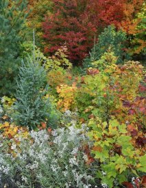 Tim Fitzharris - Autumn colors, Killarney Provincial Park, Ontario, Canada