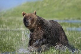Tim Fitzharris - Grizzly Bear running through water, North America