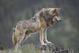 Tim Fitzharris - Gray Wolf , North America