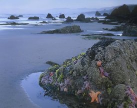 Tim Fitzharris - Ochre Sea Stars at low tide, Miwok Beach, Sonoma, California