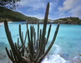 Tim Fitzharris - Cactus growing along Trunk Bay,  Virgin Islands
