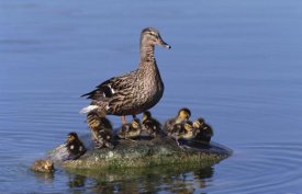 Konrad Wothe - Mallard duck with chicks, Germany