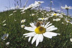 Konrad Wothe - Hoverfly collecting nectar in a field of Marguerites , Germany