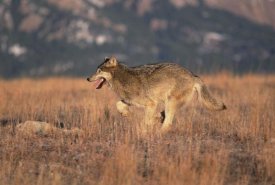 Konrad Wothe - Timber Wolf running through dry grass, Colorado
