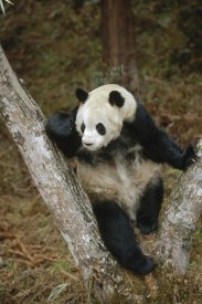 Konrad Wothe - Giant Panda resting in tree, Wolong Valley, China