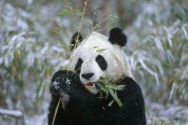 Konrad Wothe - Giant Panda eating bamboo, Wolong Valley, China
