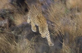 Konrad Wothe - Leopard running through grass at dusk, Etosha National Park, Namibia