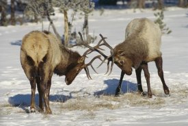 Konrad Wothe - Elk bulls fighting in the snow, Yellowstone National Park, Wyoming