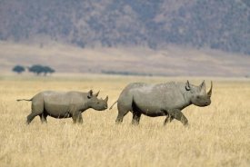 Konrad Wothe - Black Rhinoceros and calf crossing savannah, Ngorongoro Crater, Tanzania