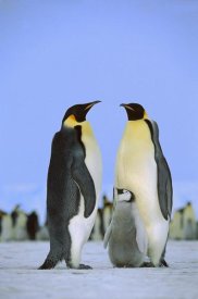 Konrad Wothe - Emperor Penguin family, Antarctica