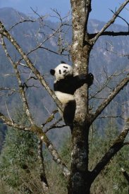Konrad Wothe - Giant Panda in tree, Wolong Nature Reserve, China