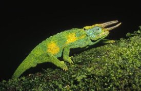 Konrad Wothe - Jackson's Chameleon climbing up moss-covered branch, east Africa