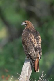 Konrad Wothe - Red-tailed Hawk perching on branch, North America