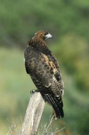 Konrad Wothe - Red-tailed Hawk perching, North America