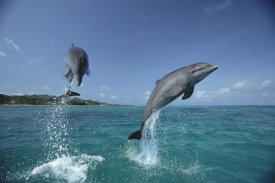 Konrad Wothe - Bottlenose Dolphin pair leaping, Honduras